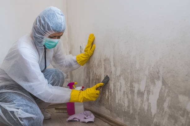 Best Mold Removal Process  in USA